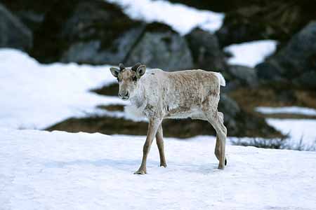 L1409_rentier_norwegen