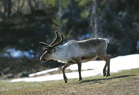 L1410_rentier_grotli_norwegen