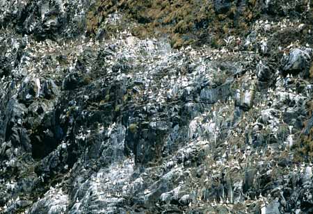 L1411_vogelfels_basstoelpel