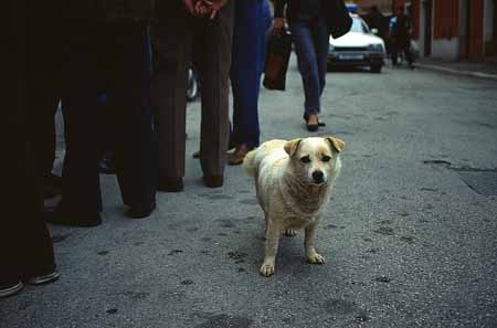 L1421_hund_allein_unter_vielen