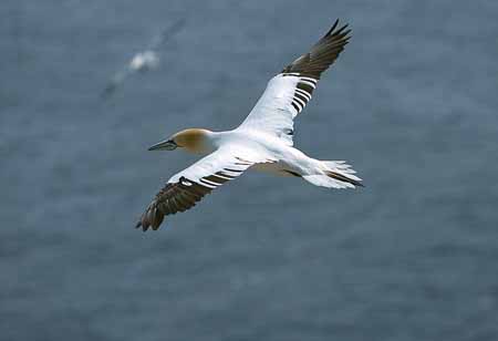 L1427_basstoelpel_im_flug