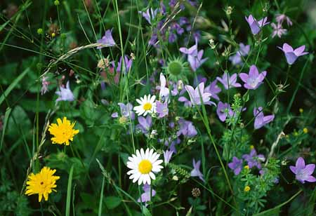 L1440_fruehlingsblumen