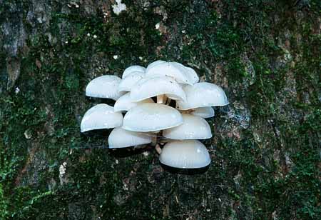 L1444_schleimruebling