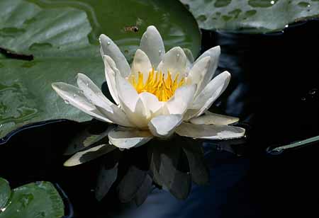 L1448_seerose_und_schwebfliege