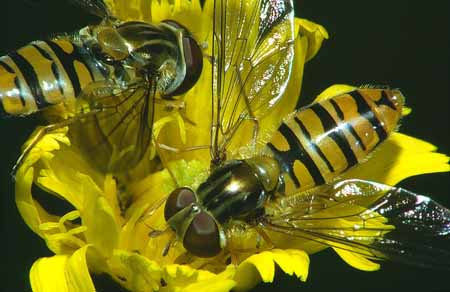 L1452_rhapsodie_in_gelb