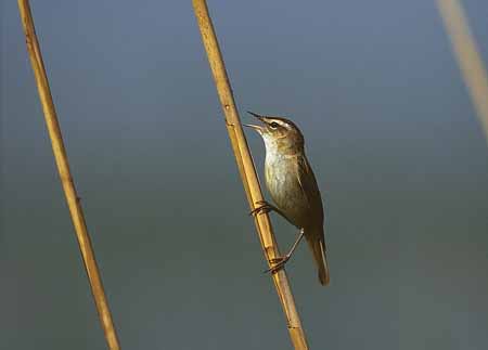 L1453_schilfrohrsaenger