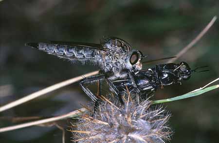 L1465_raubfliege_mit_beute