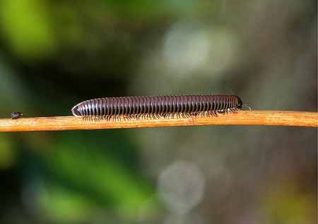 L1466_tausendfuessler