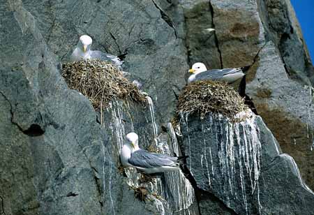 L1468_dreizehenmoewen_auf_nest