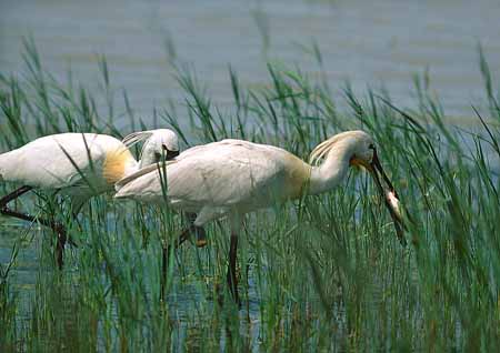 L1472_loeffler_mit_fisch