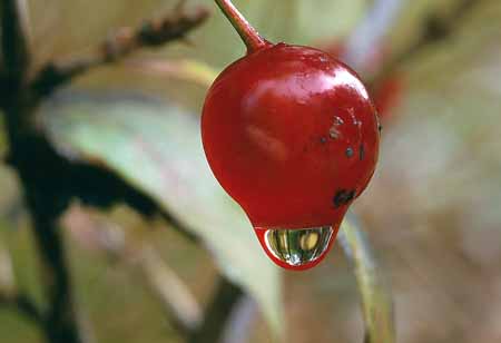 L1477_beere_mit_tropfen