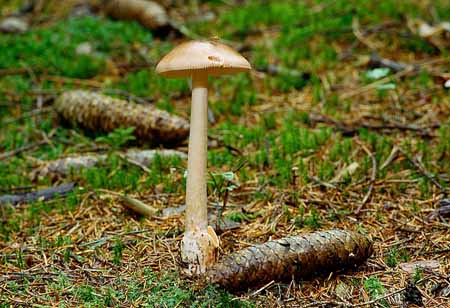 L1487_pilz_mit_fliege