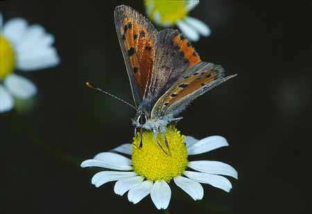 L1491_schmetterling_auf_bluete