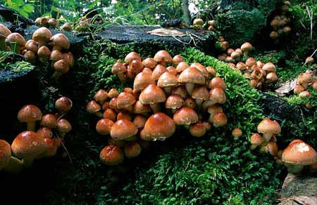 L1492_pilze_am_baumstumpf