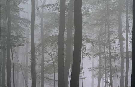 L1494_baeume_im_nebel