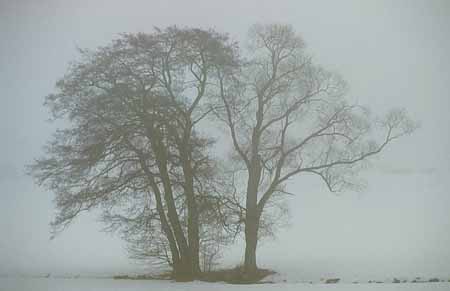 L1560_baeume_im_nebel