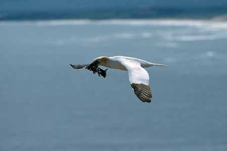 L1561_basstoelpel_mit_nistmaterial