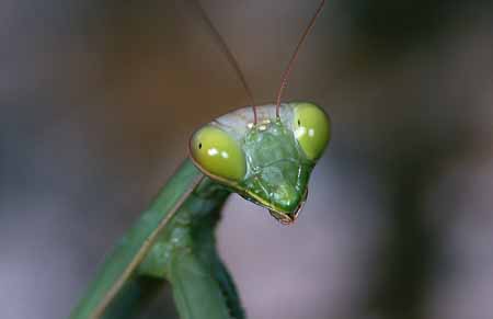 L1567_gottesanbeterin_portrait