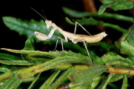 L1569_gottesanbeterin_larve