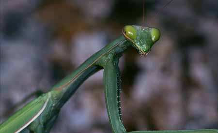 L1570_gottesanbeterin_portrait