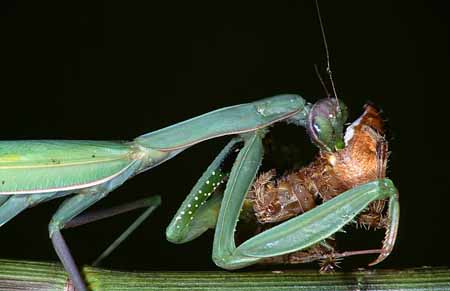 L1572_gottesanbeterin_frisst_kreuzspinne