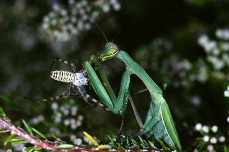 L1574_gottesanbeterin_frisst_argiope