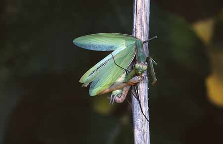 L1578_gottesanbeterin_frisst_maennchen