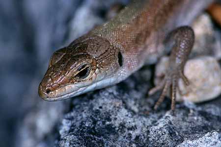 L1579_eidechsen_portrait