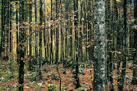L1583_herbstwald