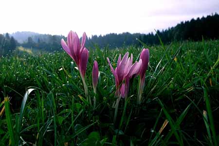 L1585_herbstzeitlose