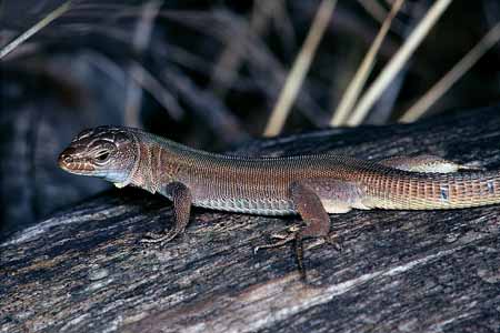 L1588_eidechse_portait