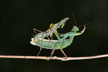 L1592_gottesanbeterin_frisst_maennchen