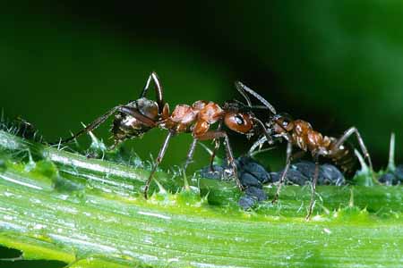 L1596_ameisen_unterhaltung_nah