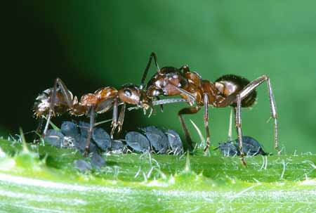 L1598_ameisen_honigtau_nah