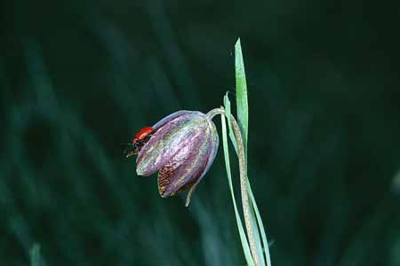 L1605_bluete_mit_rotem_kaefer