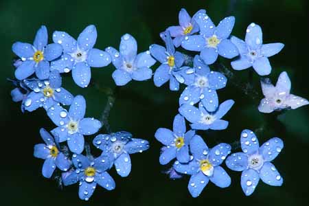 L1607_vergissmeinnicht