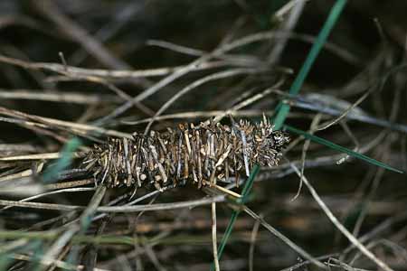 L1625_raupe_mit_tarnung