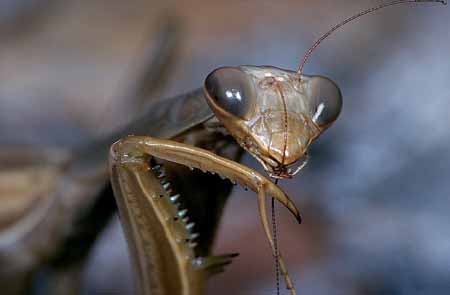 L1626_gottesanbeterin_reinigt_fuehler