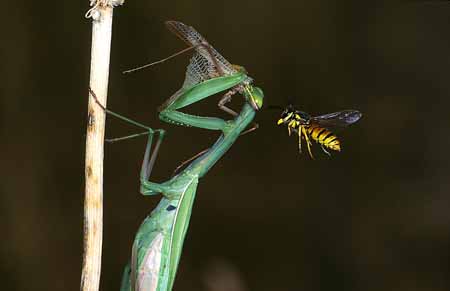 L1628_wespe_attackiert_gottesanbeterin