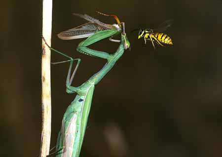 L1629_wespe_attackiert_gottesanbeterin
