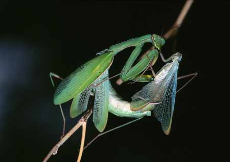 L1633_gottesanbeterin_paarungsrad