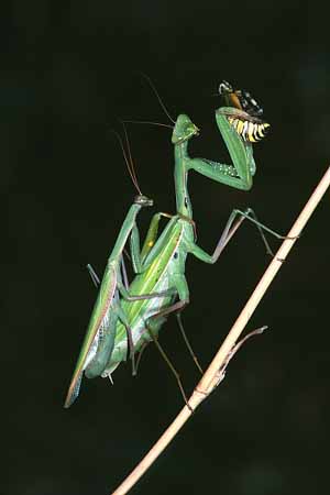 L1634_gottesanbeterin_paarung