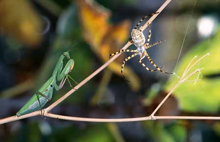L1636_gottesanbeterin_auf_der_lauer