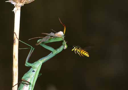 L1642_wespe_attackiert_gottesanbeterin