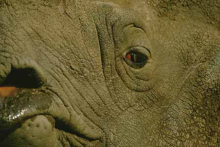 L1663_auge_rhinozeros