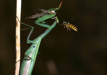 L1668_wespe_attackiert_gottesanbeterin