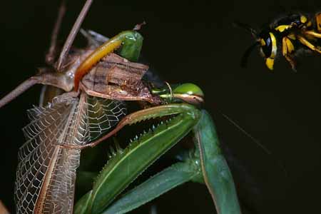 L1669_wespe_attackiert_gottesanbeterin