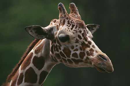 L1676_giraffe