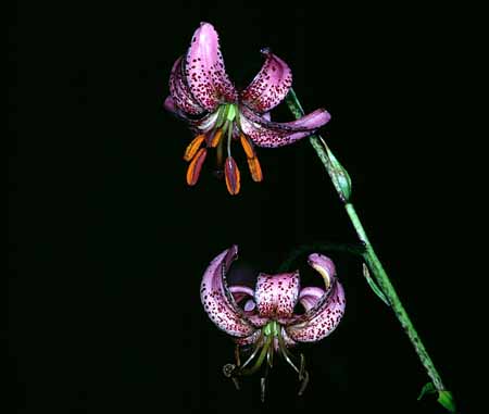 L1687_tuerkenbundlilie