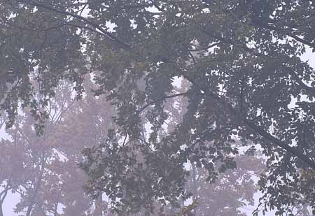 L1696_baeume_im_nebel